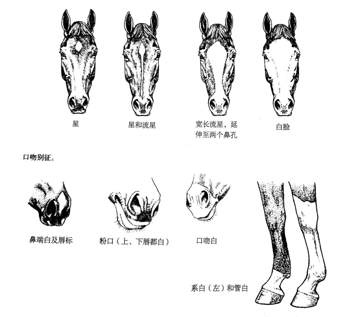 马匹身体各部位名称都是什么你知道吗