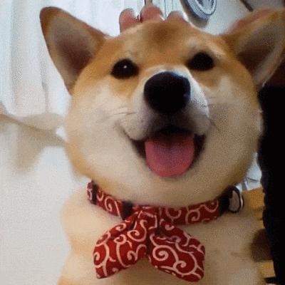 “小八嘎”柴犬为什么这么受欢迎?原因还是得看这几点! - 知乎