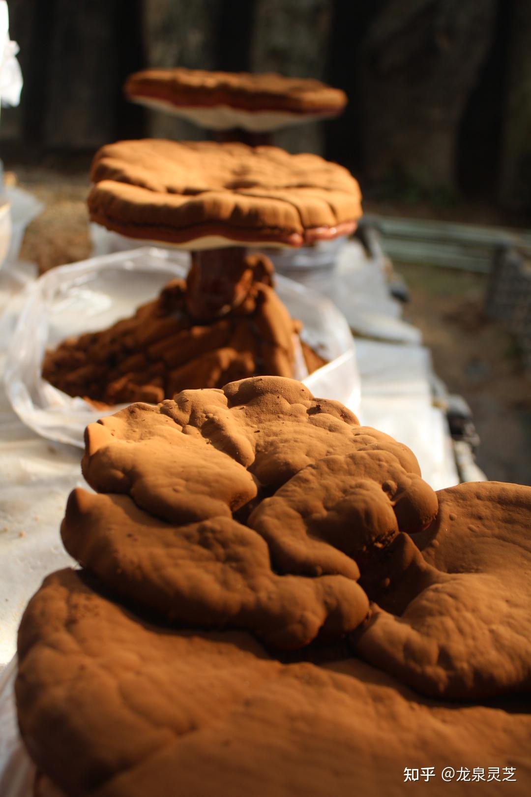 "野生"灵芝孢子粉开始采收啦!