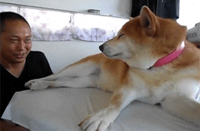 400_262gif 动态图 动图