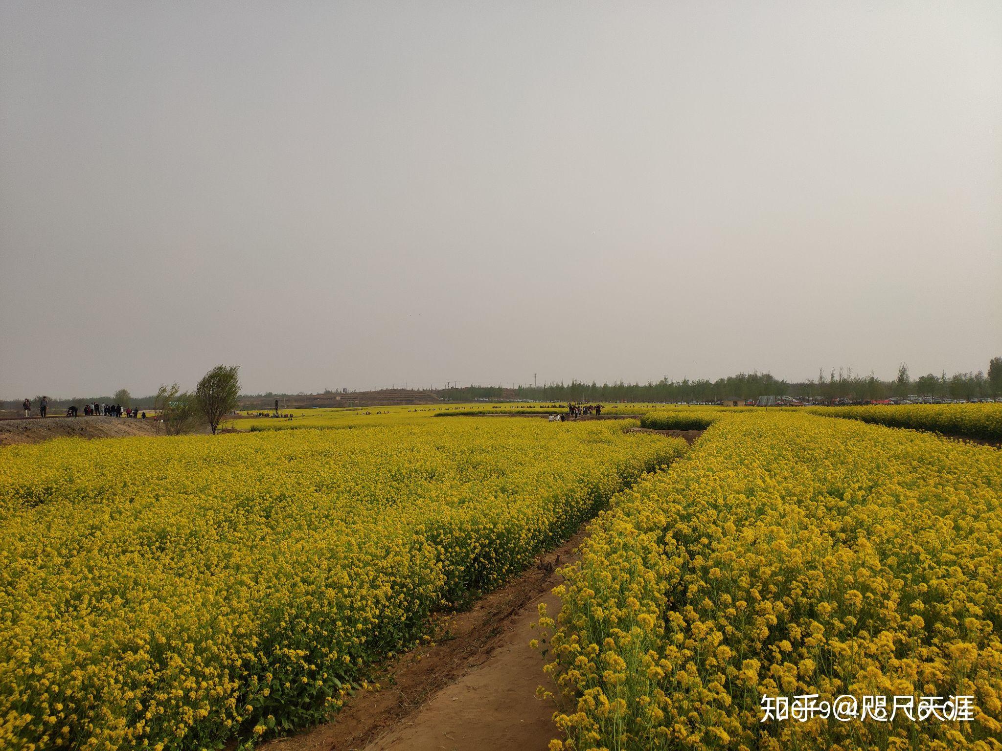 踏青沙河油菜花田