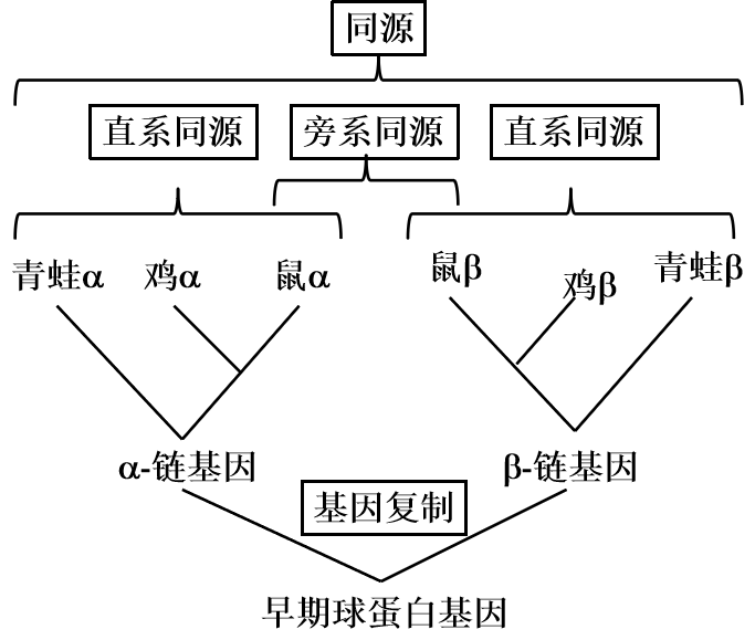 生物信息学序列比对一序列比对概述