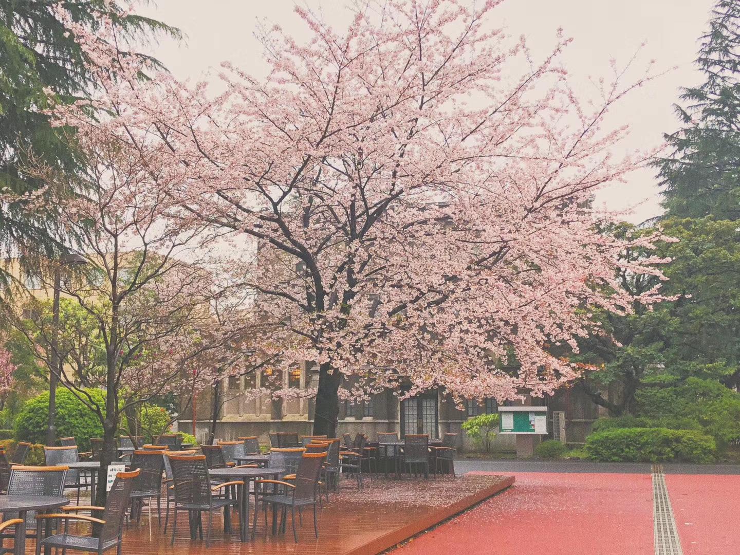 经验分享 非日专无工作经验两个月合格青山学院大学mba 知乎