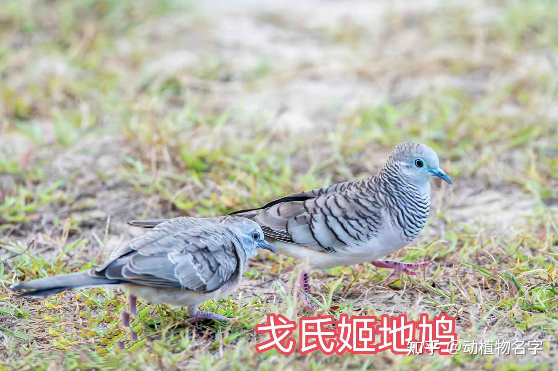 99图带你走进鸠鸽科鸟类的世界 - 知乎