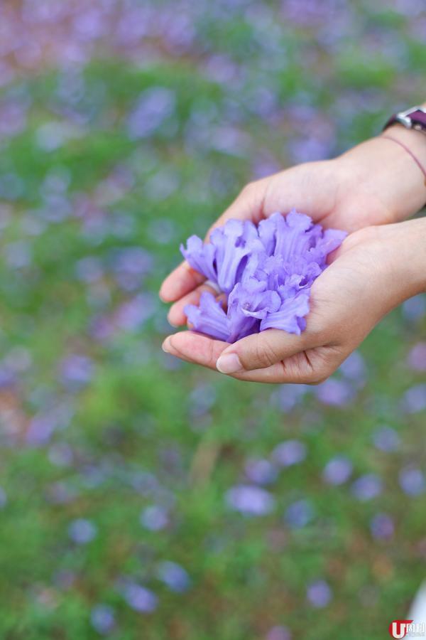 澳洲11月赏花路线漫步蓝花楹紫蓝隧道 知乎