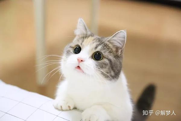 梦的意象 猫在梦里的含义 知乎 梦的意象 猫在梦里的含义 知乎