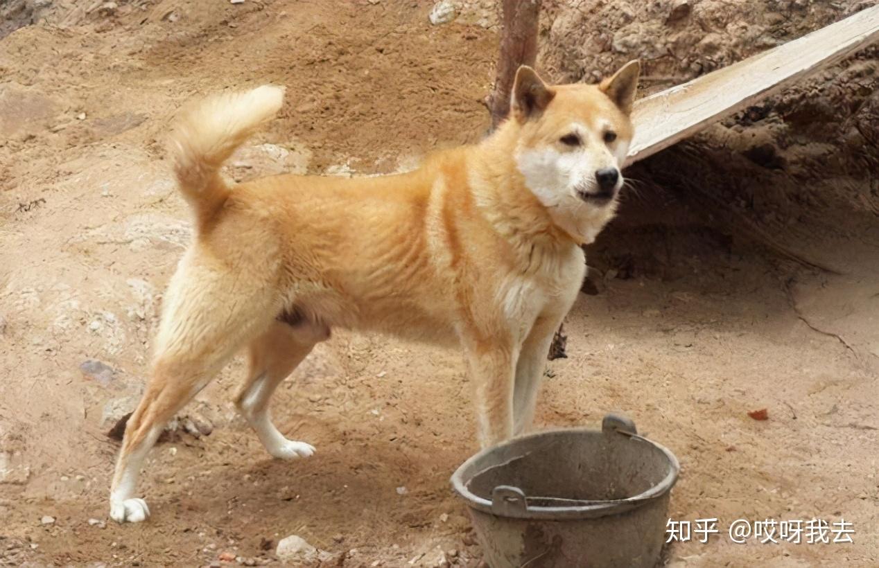 你愿意为中华田园犬伸冤吗