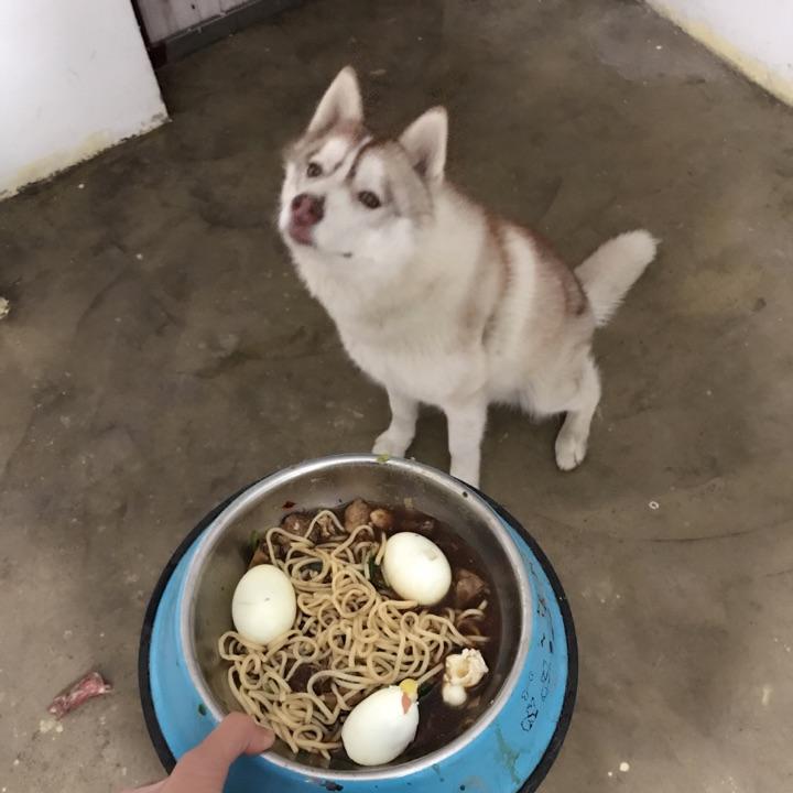 养哈士奇是怎样一种体验?