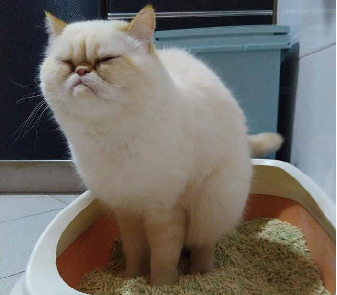 v2-0d12a6bca4a55e66728d18244429f639_1440w.jpg?source=172ae18b