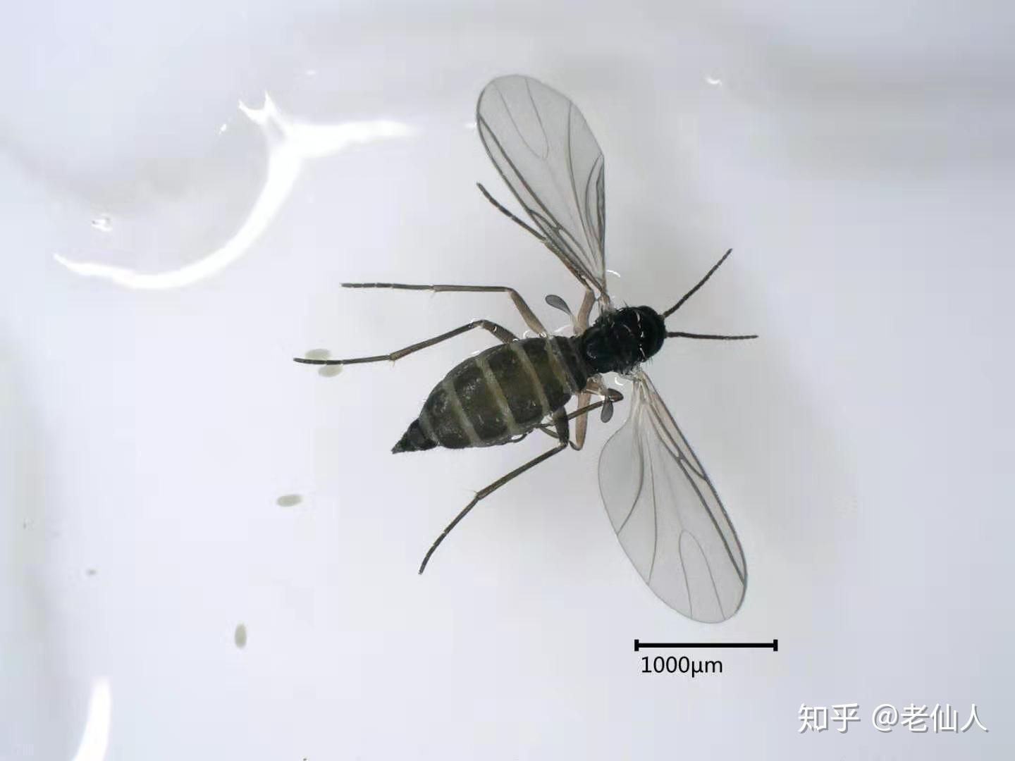 常见多肉害虫《黑飞》1 - 知乎