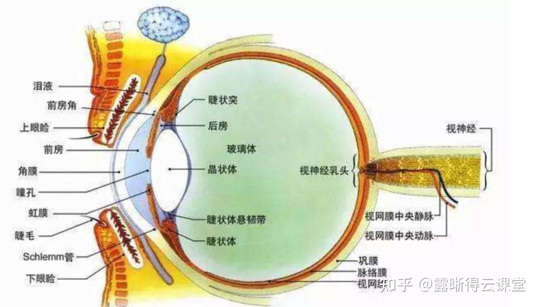 文献精读:如何认识脉络膜和近视的关系? - 知乎