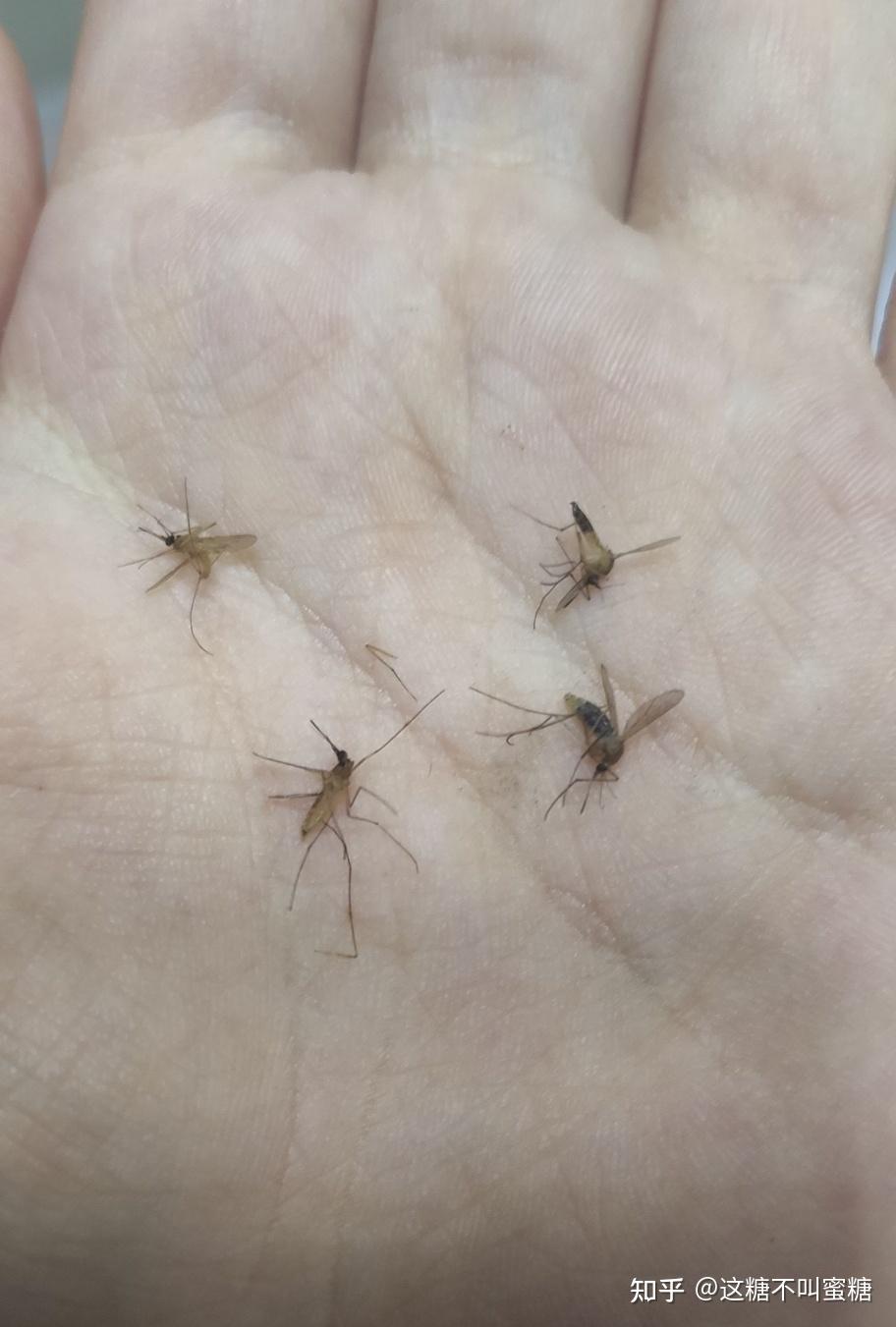 为什么成都的冬天还有那么多蚊子