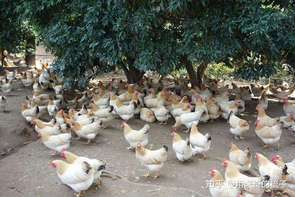 岑溪古典鸡--中国国家地理标志产品 - 知乎