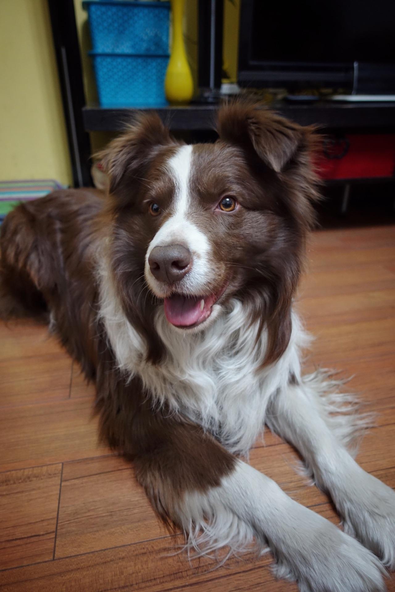 边牧智商高的表现?心眼多的表现?