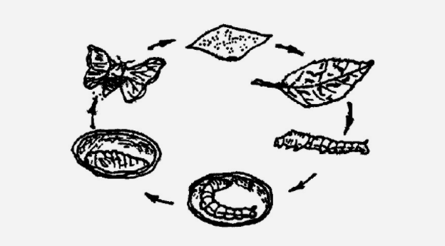 蚕的发育与蚕茧的形成