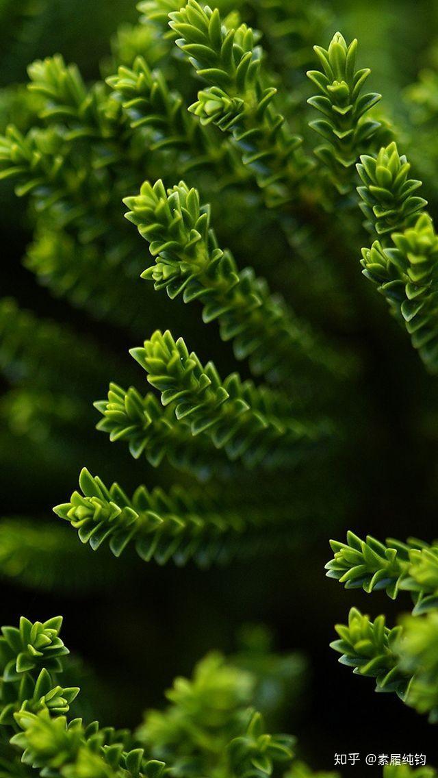 有哪些极富美感的绿色系壁纸