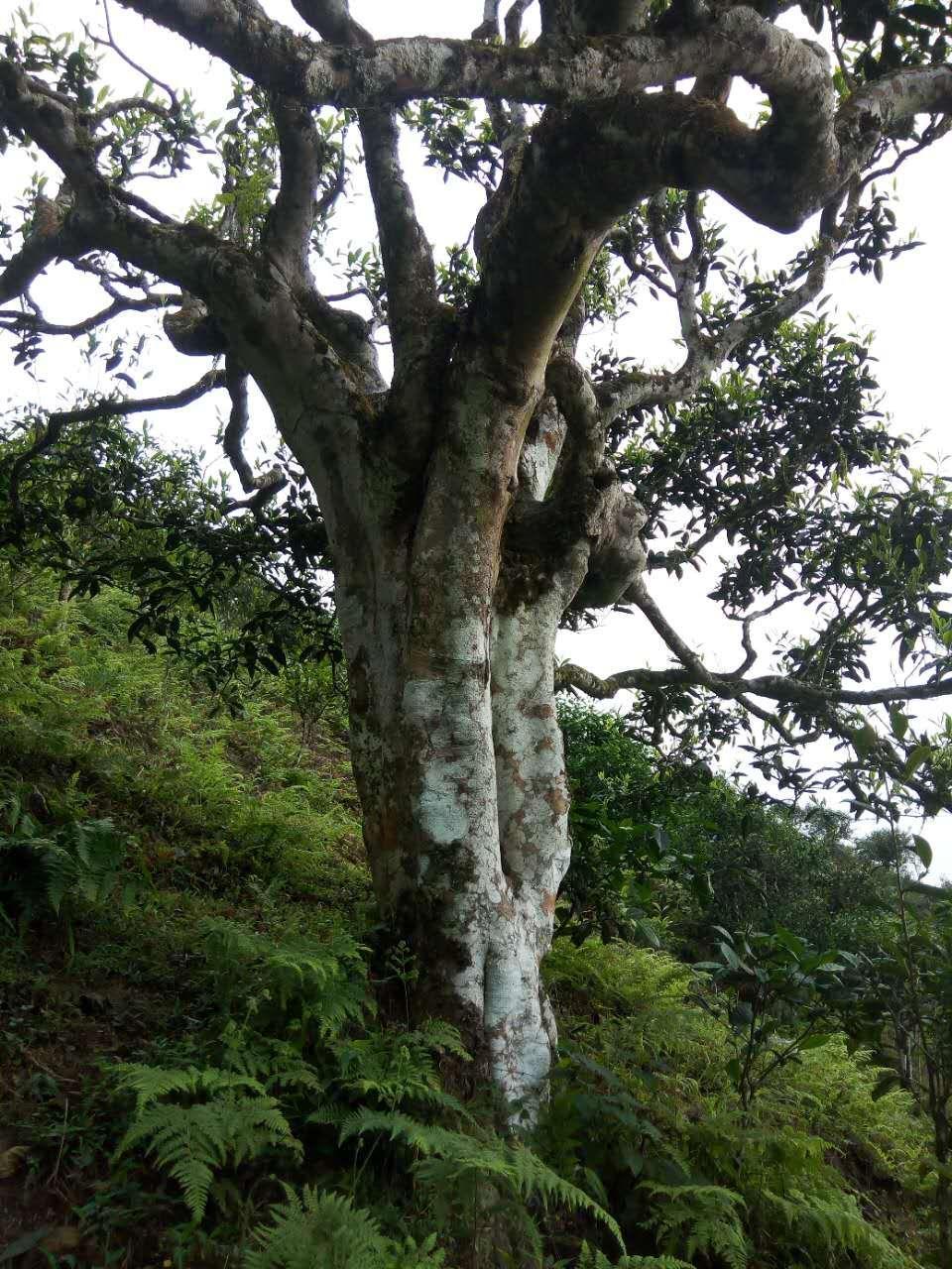 古树茶:自然之韵的传承