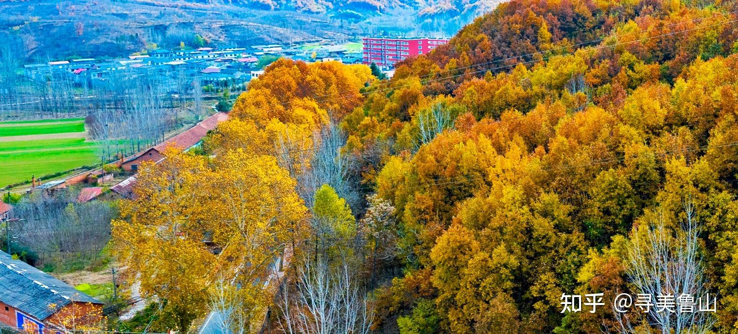 河南鲁山栽下梧桐树斑斓一座城