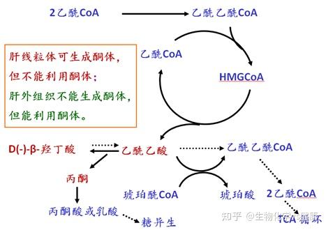 认识酮体和酮尿症 - 知乎
