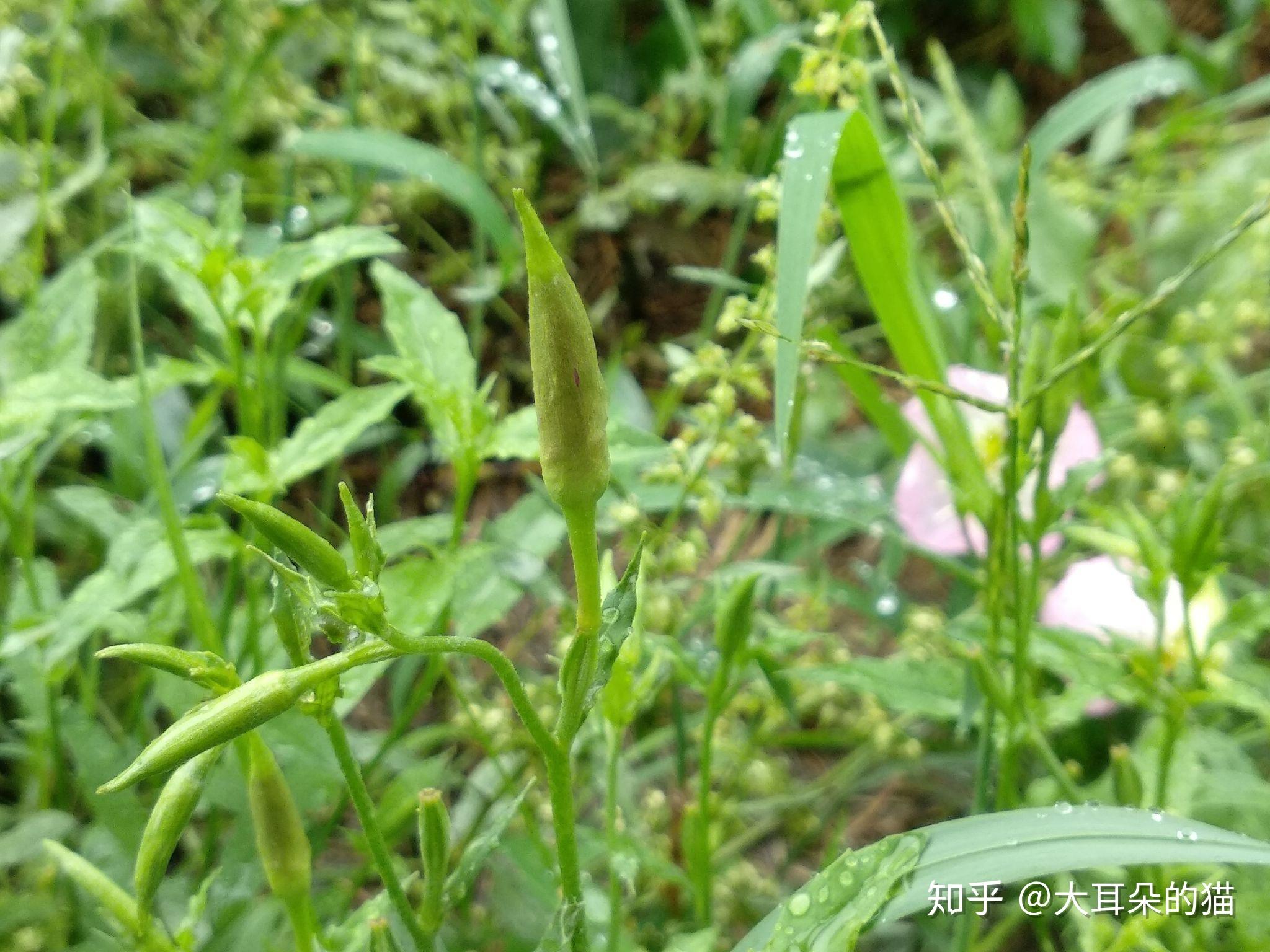 美丽月见草月亮看不见它的花开