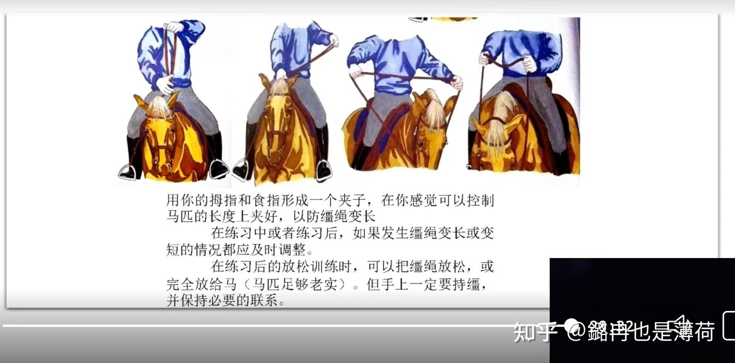 骑乘基础:缰绳操控与快步慢步 - 知乎