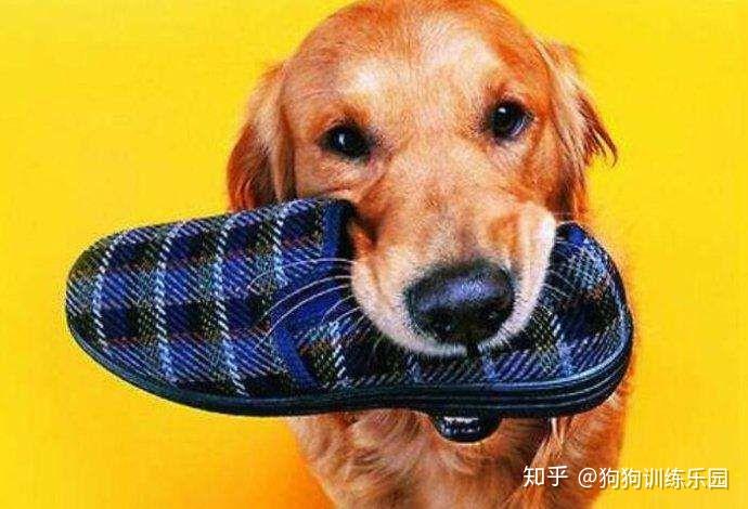 狗狗的啃咬咀嚼