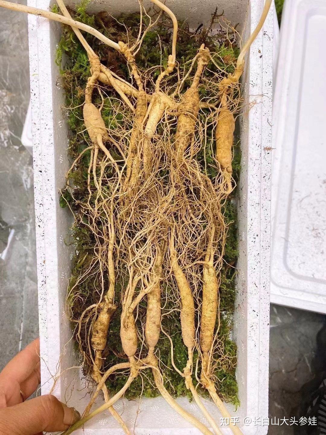 长白山大头参娃