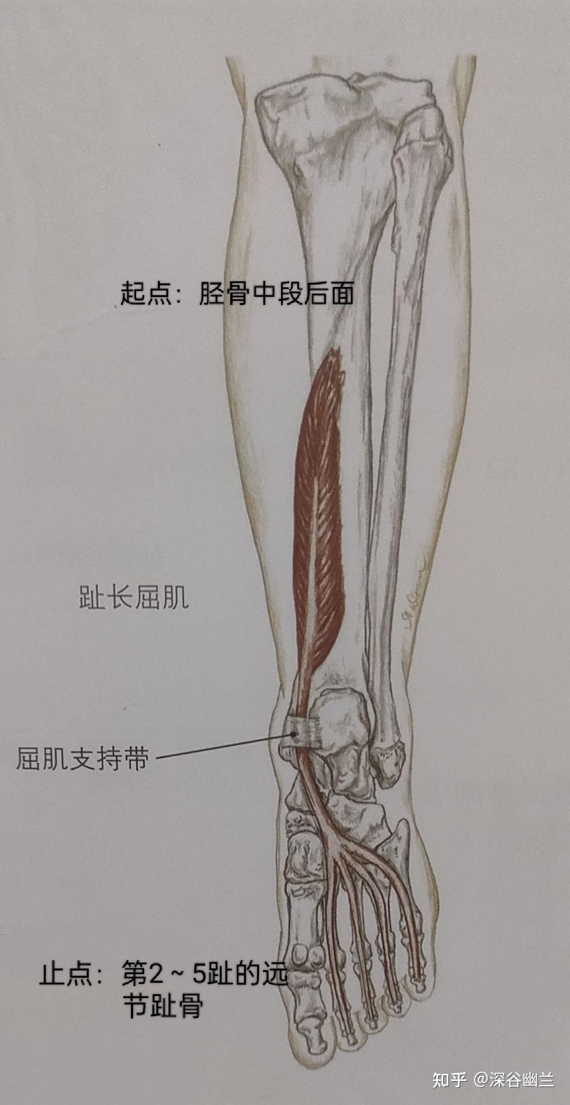 足拇长屈肌腱解剖图图片