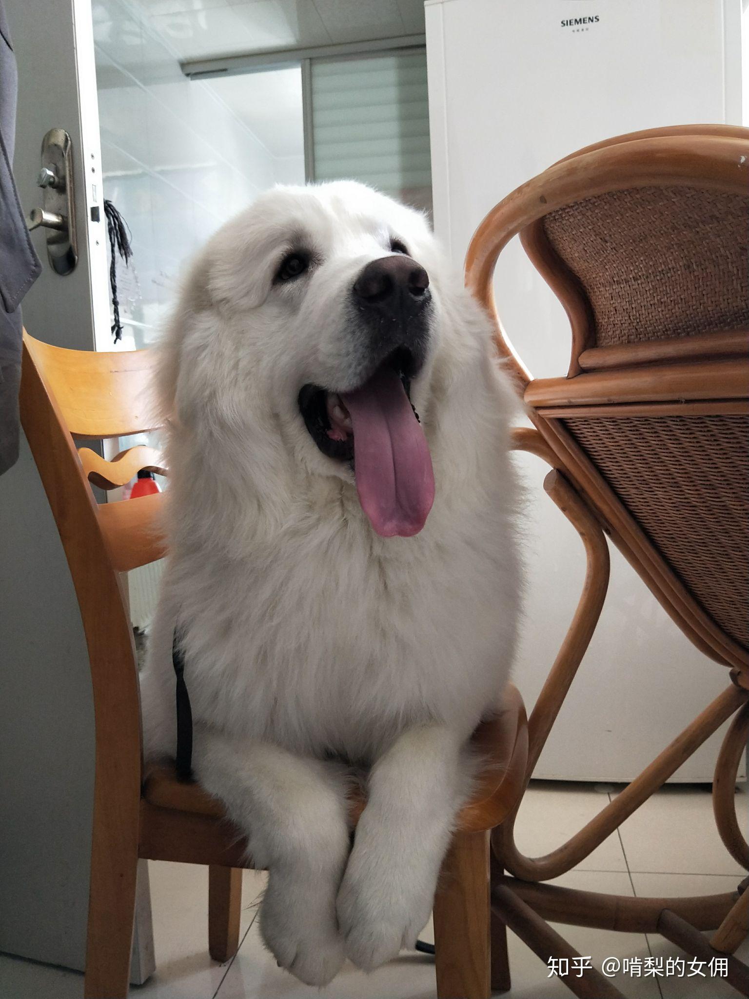 养一只大狗狗的基本开销是多少?