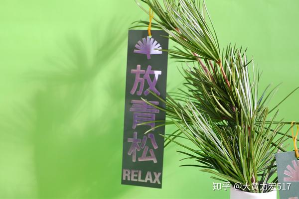 超级植物公司放青松 - 知乎