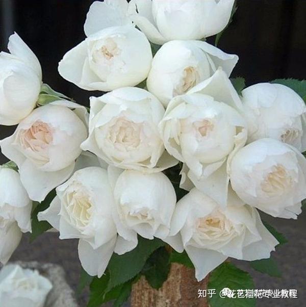 白色系玫瑰有哪些品种 白玫瑰适合送给谁 知乎