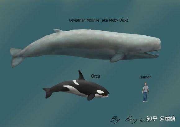 鲨鱼拼得半死不活的时候,有一类鲸重新回到了滤食的道路——须鲸小目