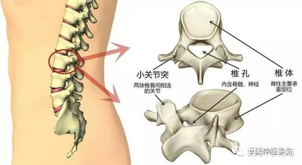 来认识认识腰椎 知乎