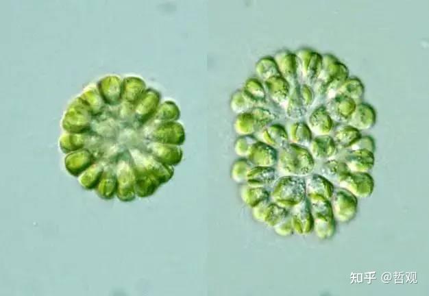 【植物学笔记】藻类植物 - 知乎