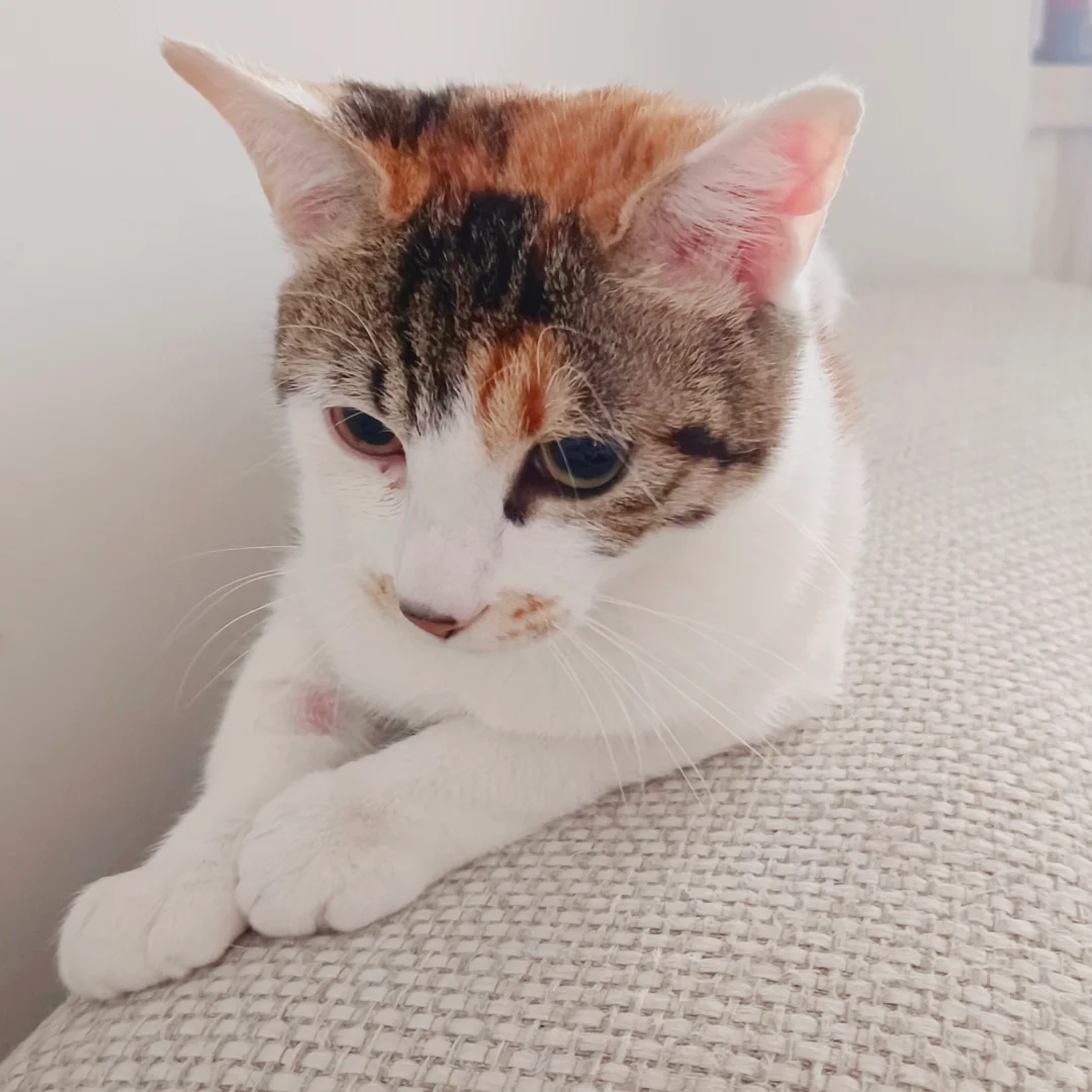 母猫发情的症状有哪些?可以绝育吗? - 知乎