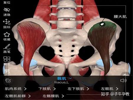 了解身体以后如果你是前倾状态,腹部过度向前突出那后腰的肌91肯定