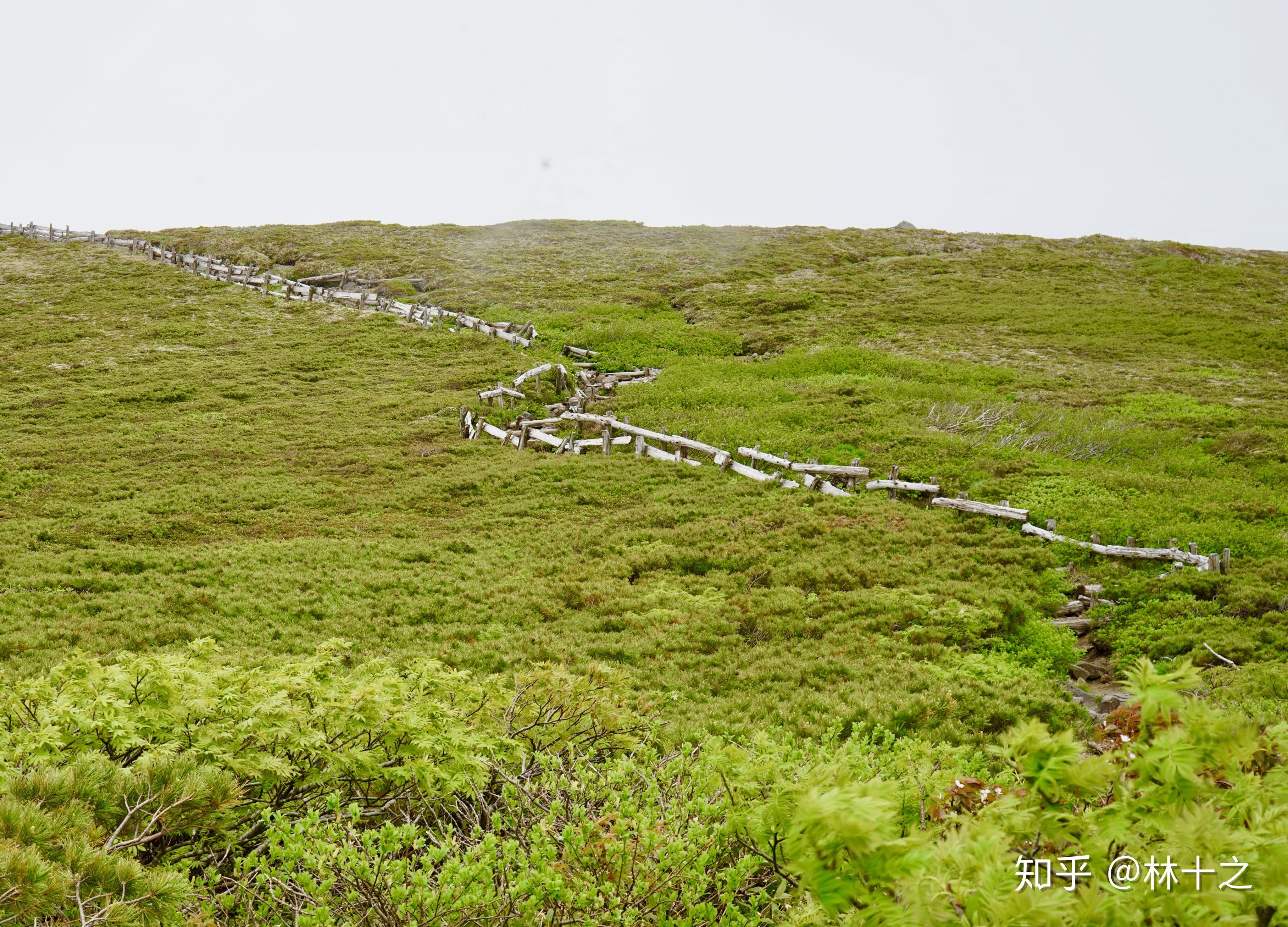 日本的溼地與高山植被——八甲田山 - 知乎