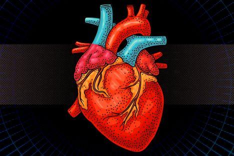 bionic "heart" for testing prosthetic valves, other cardiac
