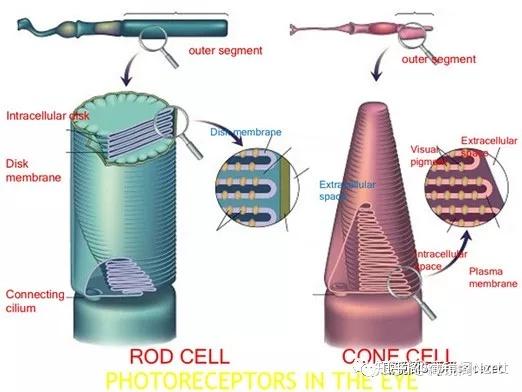 总整理:视锥细胞(cone cell)视杆细胞(rod cell)外观形态呈圆锥状呈长