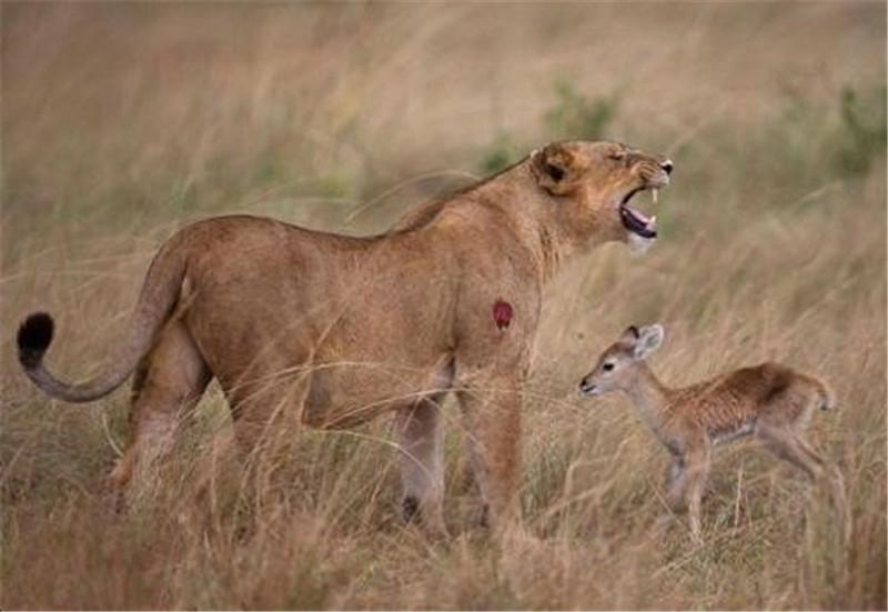 非洲草原一狮子咬死水羚妈妈却亲昵抚摸羚羊宝宝叼着它玩耍