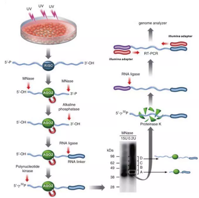 简史系列RNARNA /DNA/Protein研究简史 知乎