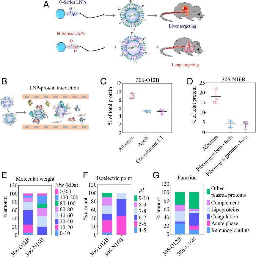 PNAS | Lung-selective mRNA delivery of synthetic lipid nanoparticles ...