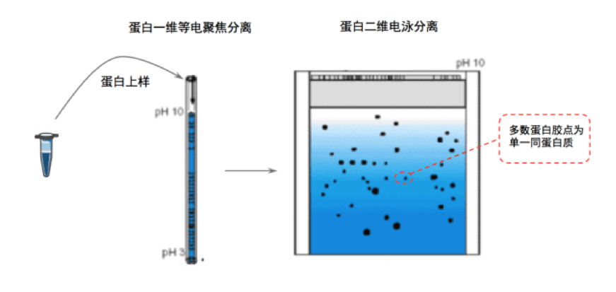 单一 混合蛋白质分离纯化方法与质谱鉴定详解 知乎