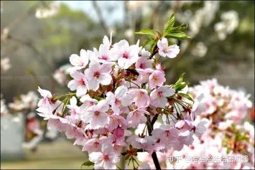 又是一年樱花季，来了解一下日本早樱和晚樱吧~~ - 知乎