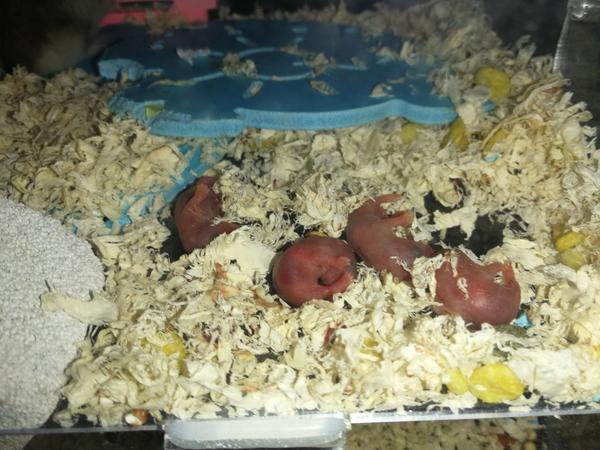 仓鼠吃孩子,我们寝室养了一公一母,他俩天天咬笼子,终于成功出逃,抓