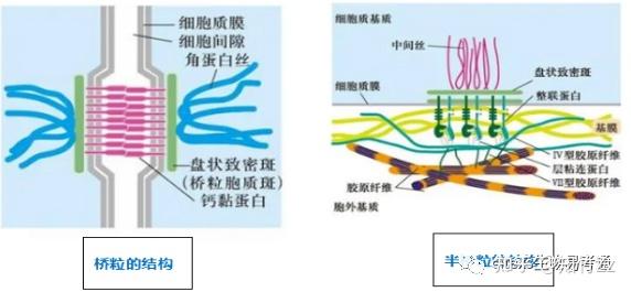 细胞生物学高频考点(六)之细胞连接内容及思维导图 - 知乎