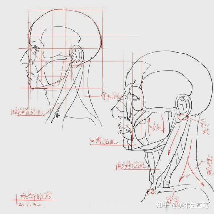 頭部繪畫素材參考