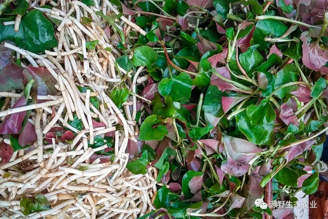 鱼腥草吃了到底有什么用这么多人喜欢吃