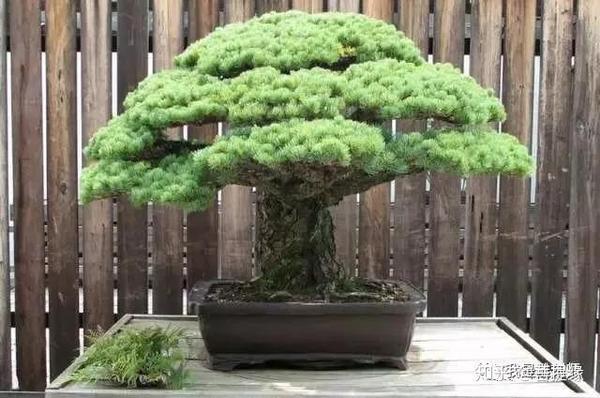 看一看日本艺人对珍稀树木保护的执着与尊重 知乎