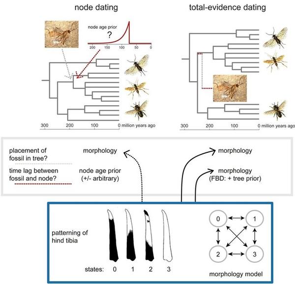 Molecular Clock DatingOne 知乎